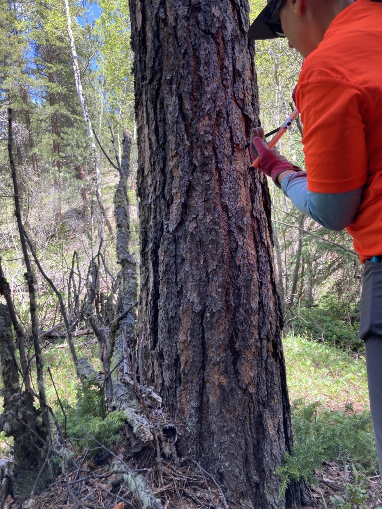 A member of Kalley's Research Team Drilling into a tree in preparation of collecting a tree core. Kalleys project focused on examining tree cores from trees both close to, and far away from, rivers