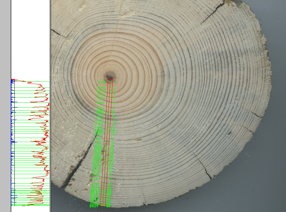 A Digital measurement of the distance between various tree rings within a tree core. A greater distance between rings indicates a period of faster growth.